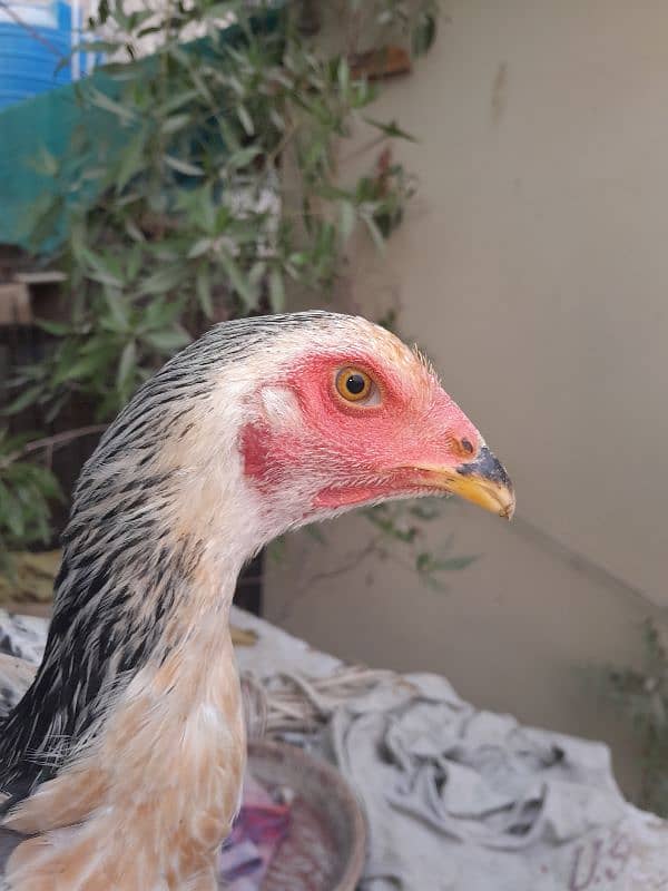 Qandhari here pair and Qandhari threes chicks, threes Oshamo female 4