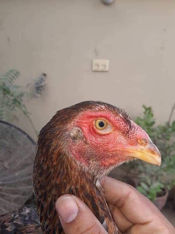 Qandhari here pair and Qandhari threes chicks, threes Oshamo female 5