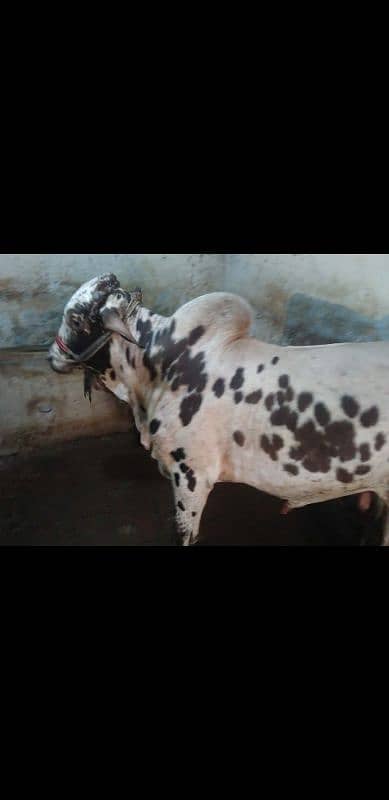 cholistani bachra sale for qurbani 2k25 0