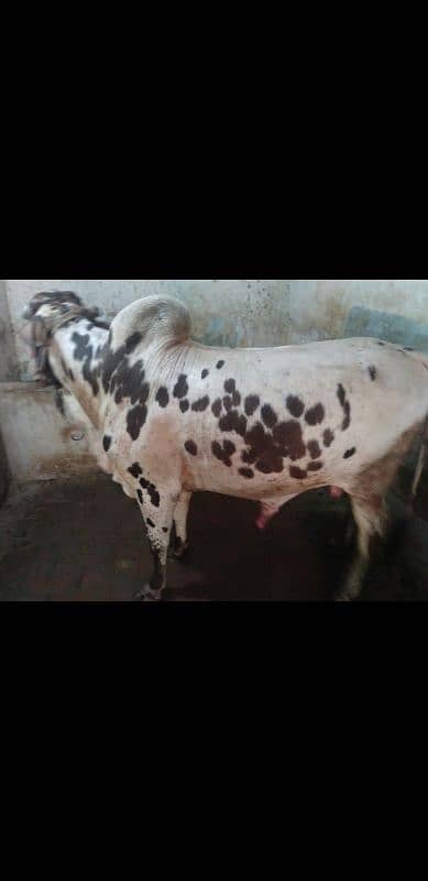 cholistani bachra sale for qurbani 2k25 1