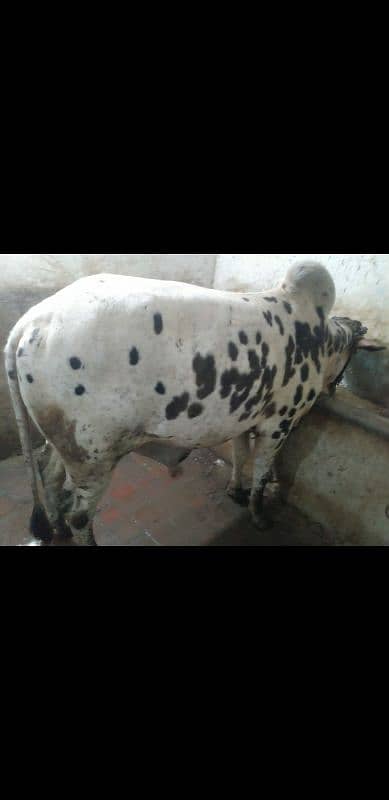 cholistani bachra sale for qurbani 2k25 2