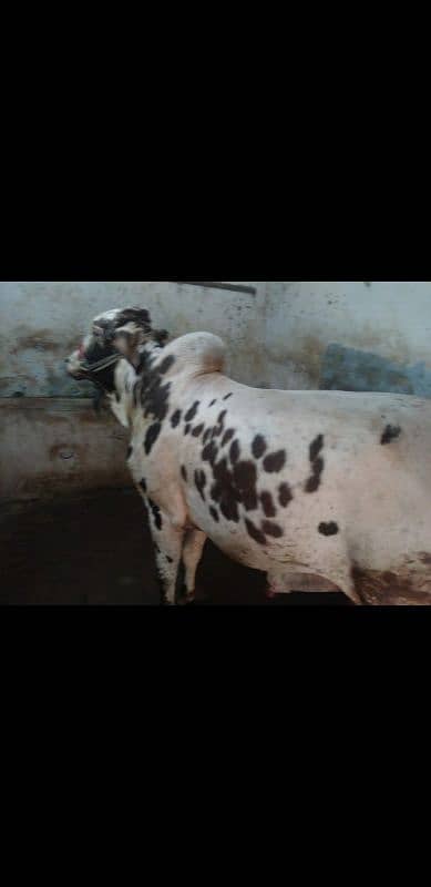 cholistani bachra sale for qurbani 2k25 3