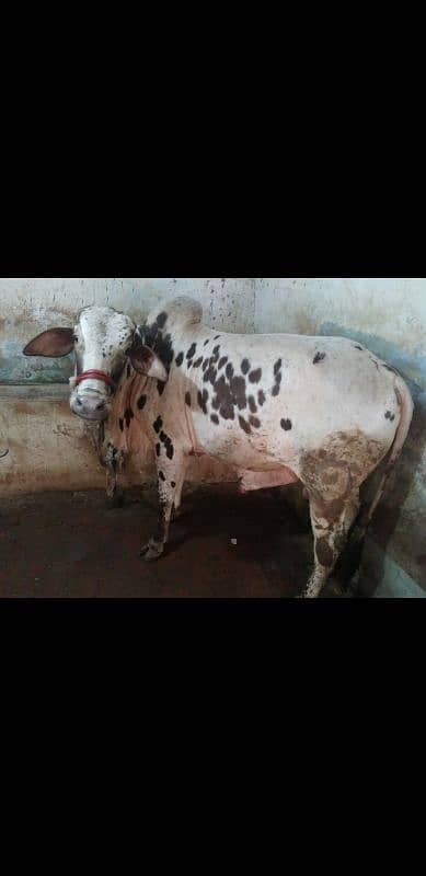 cholistani bachra sale for qurbani 2k25 5