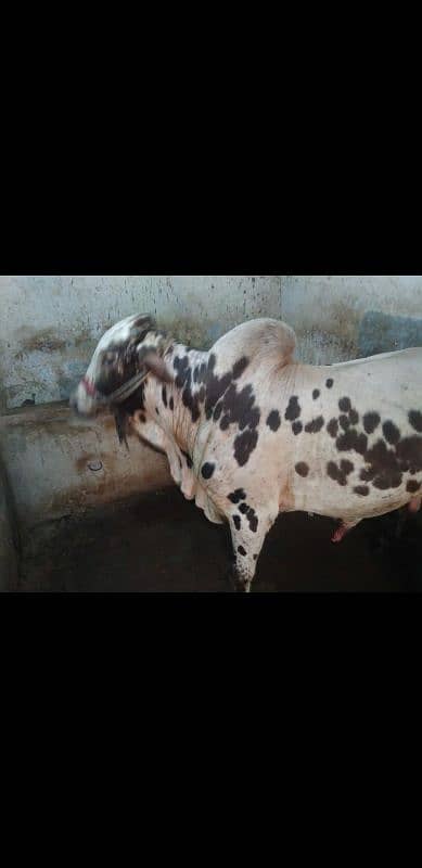 cholistani bachra sale for qurbani 2k25 7