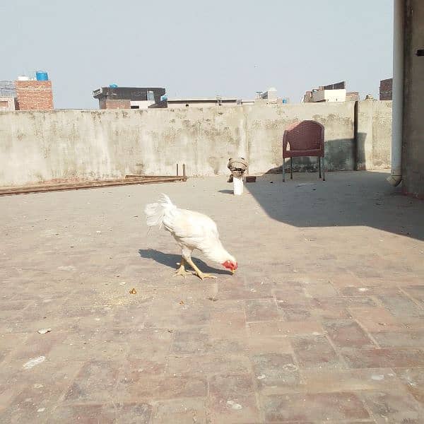 WHITE HEN FOR SALE FULL ACTIVE MURGHA 0