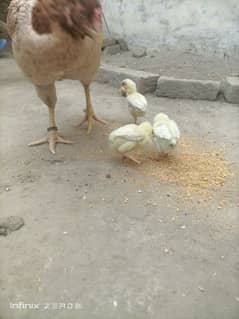 aseel kurk madi +chicks