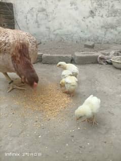 aseel kurk madi +chicks