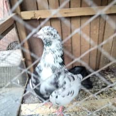 bht pyara male ha for sale