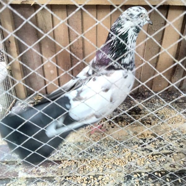 bht pyara male ha for sale 1