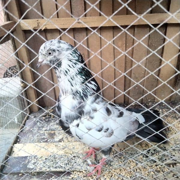 bht pyara male ha for sale 2