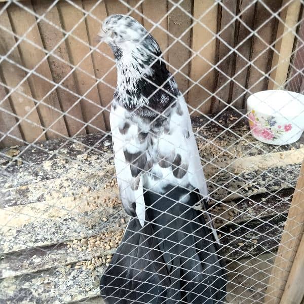 bht pyara male ha for sale 4