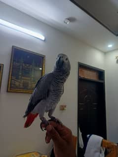 African Grey parrot