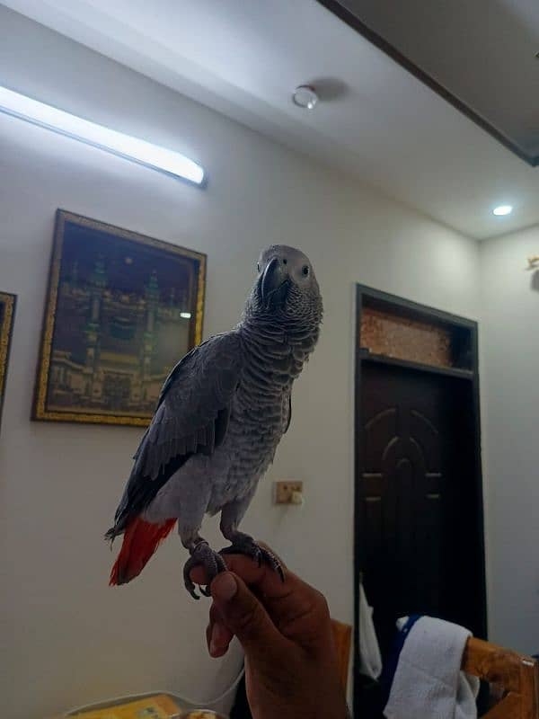 African Grey parrot 0