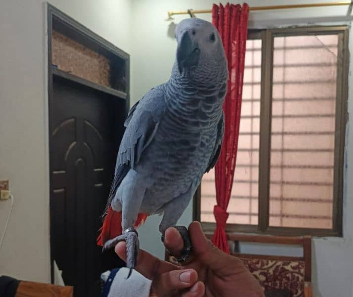 African Grey parrot 1