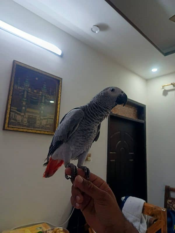 African Grey parrot 2