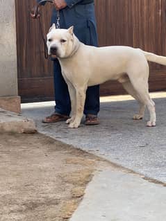 American BULLY XXL MALE 11 Months