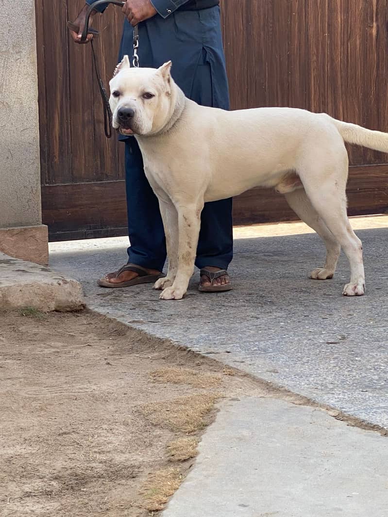 American BULLY XXL MALE 11 Months 0