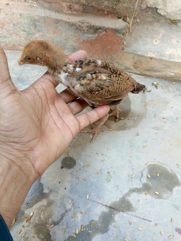 Sindhi Aseel high quality chicks for sale 0