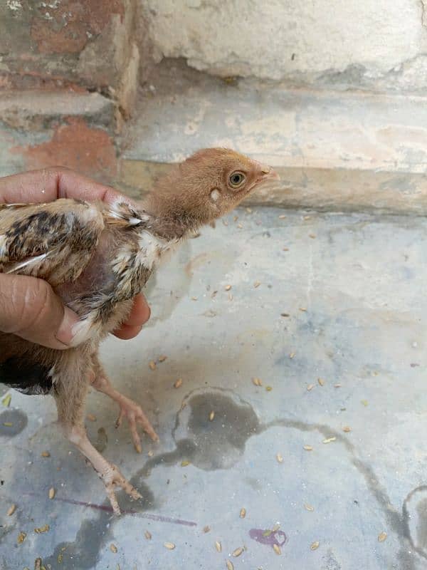 Sindhi Aseel high quality chicks for sale 1