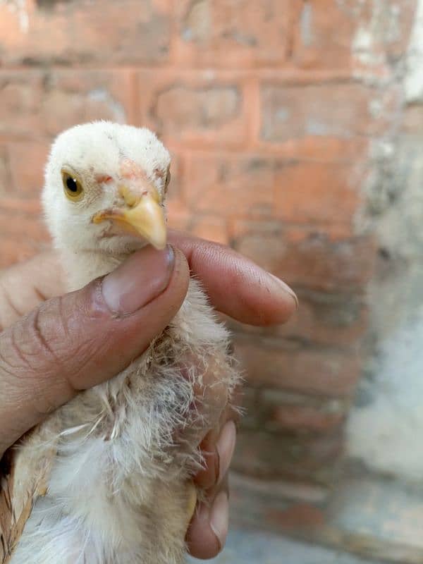 Sindhi Aseel high quality chicks for sale 2