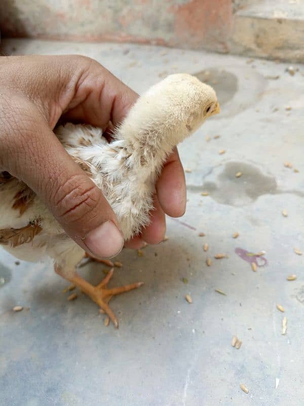 Sindhi Aseel high quality chicks for sale 3