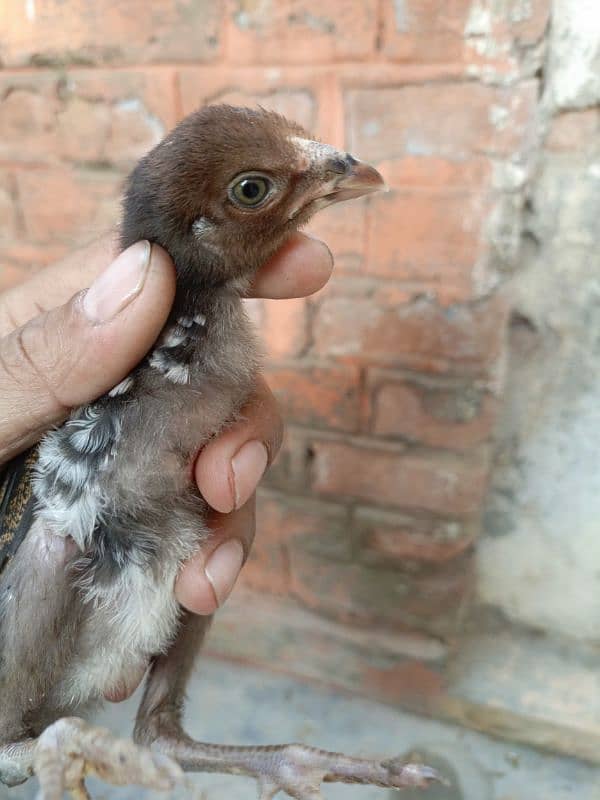 Sindhi Aseel high quality chicks for sale 4