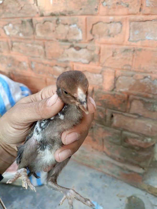 Sindhi Aseel high quality chicks for sale 5