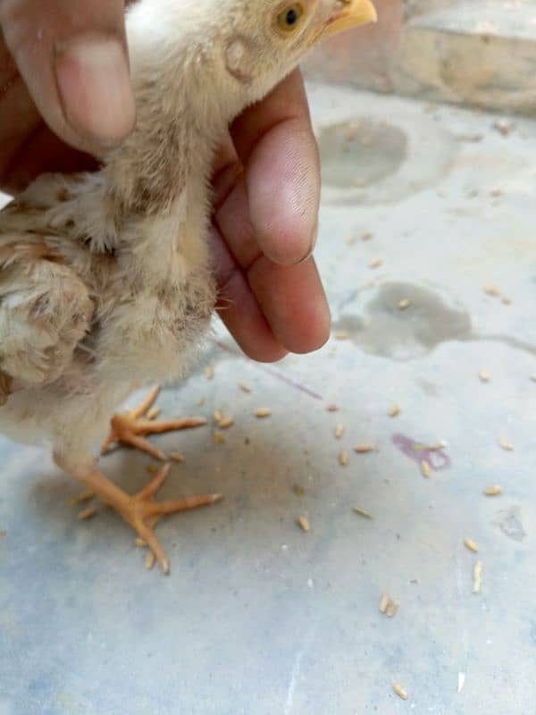 Sindhi Aseel high quality chicks for sale 6