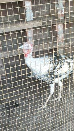 turkey male for sale