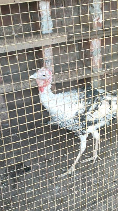 turkey male for sale 0