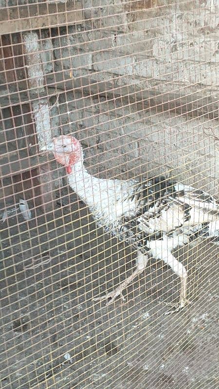 turkey male for sale 1