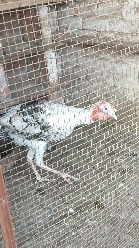 turkey male for sale 3