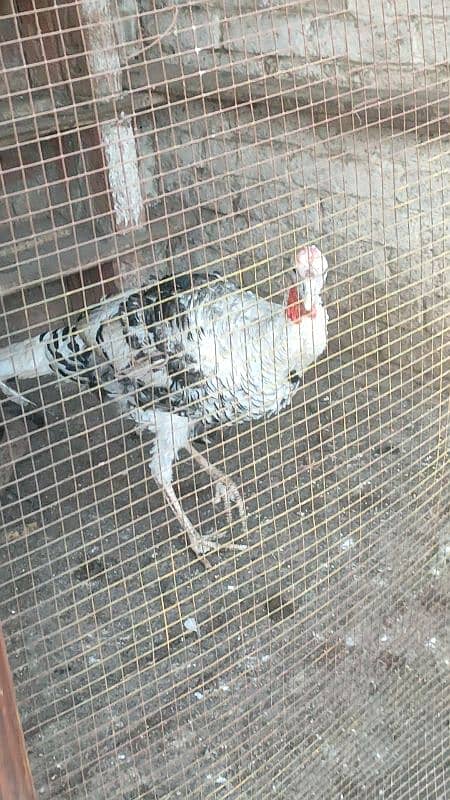 turkey male for sale 4