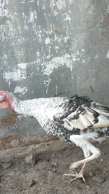 turkey male for sale 5