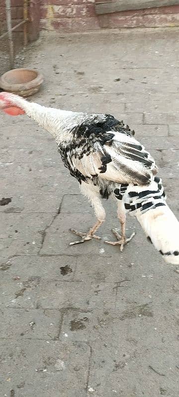 turkey male for sale 6