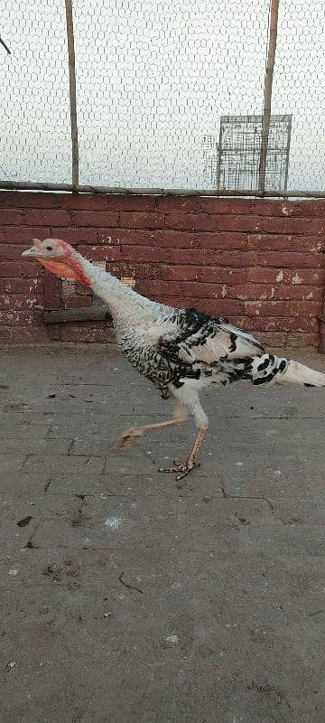 turkey male for sale 7