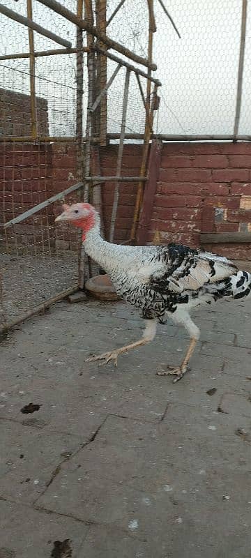 turkey male for sale 8