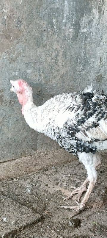 turkey male for sale 9