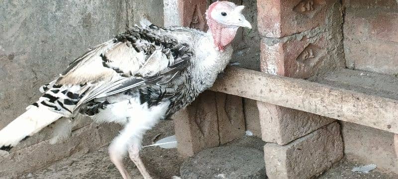 turkey male for sale 10