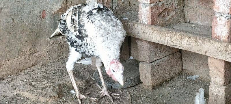 turkey male for sale 11