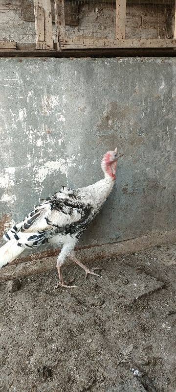 turkey male for sale 12