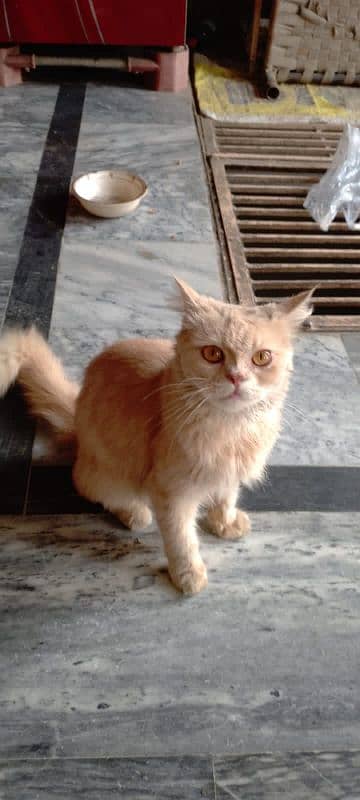 Persian male cat 0