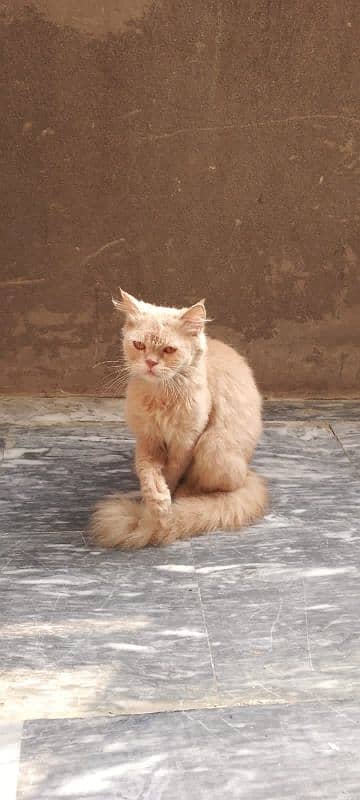 Persian male cat 2