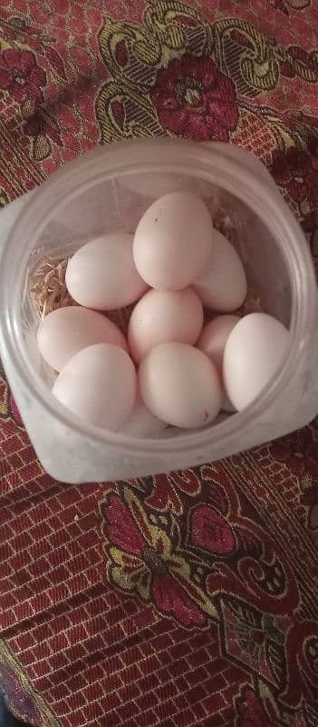 herra male or chena madi ke fresh and fertile eggs for sell 0