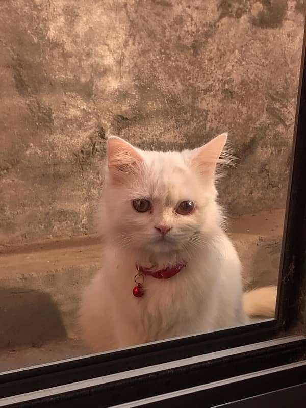 persian male cat 0