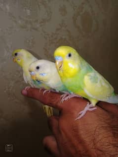 hand tame parrots