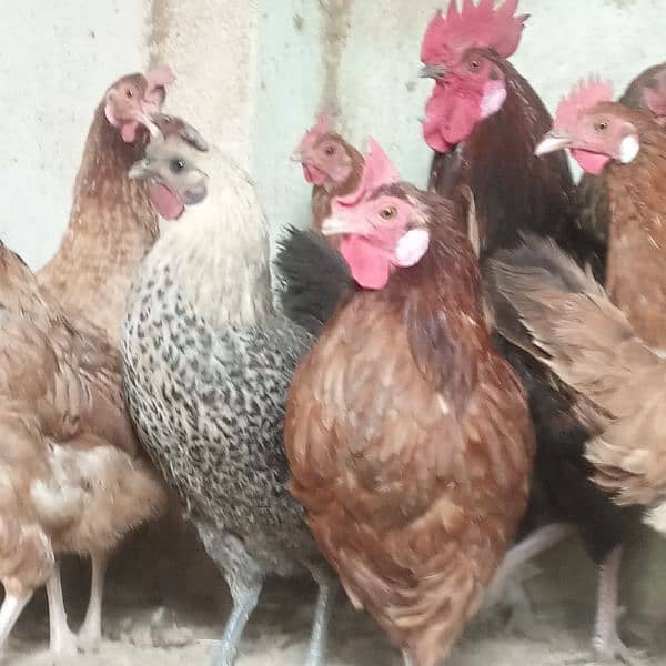 Hens || Desi Murgian || Desi Hens || Organic Hens 3