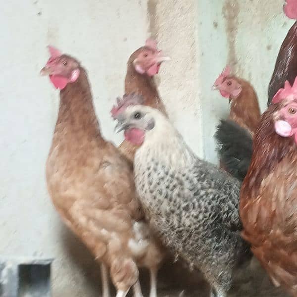 Hens || Desi Murgian || Desi Hens || Organic Hens 4