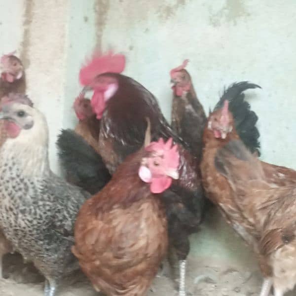 Hens || Desi Murgian || Desi Hens || Organic Hens 5