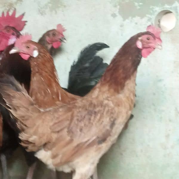 Hens || Desi Murgian || Desi Hens || Organic Hens 6